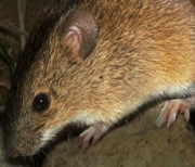 Mouse image